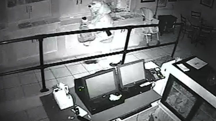 Suspect at Dancing Moose Cafe
