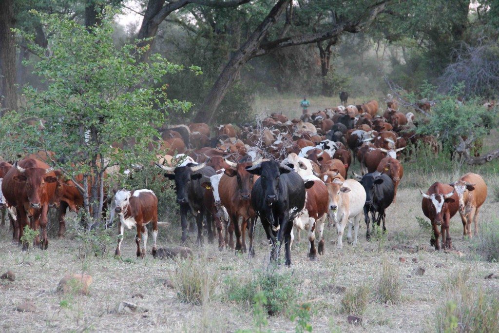 Cattle from the African Centre for Holistic Management.